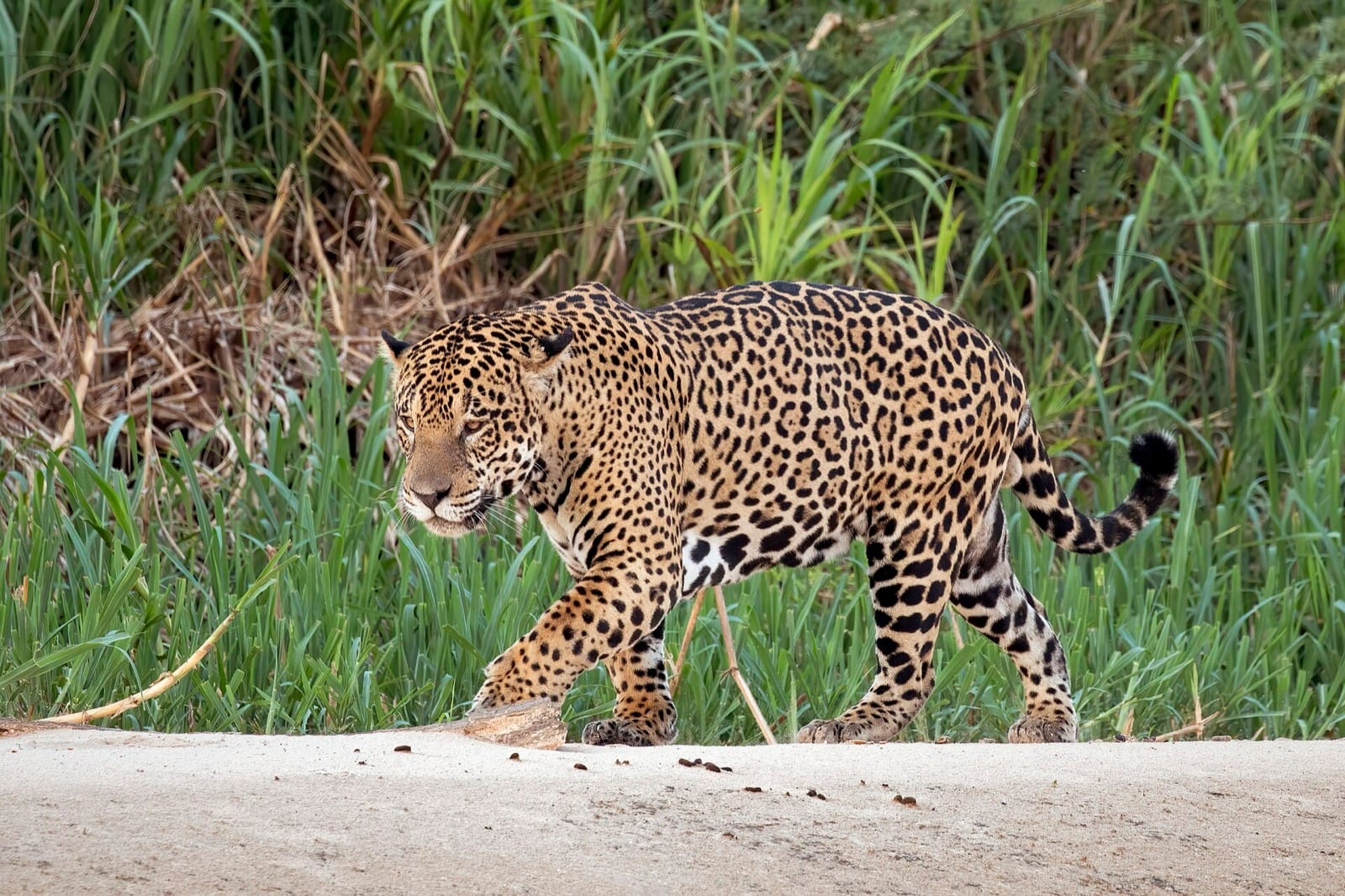 A male jaguar walking along a riverbank in the Pantanal