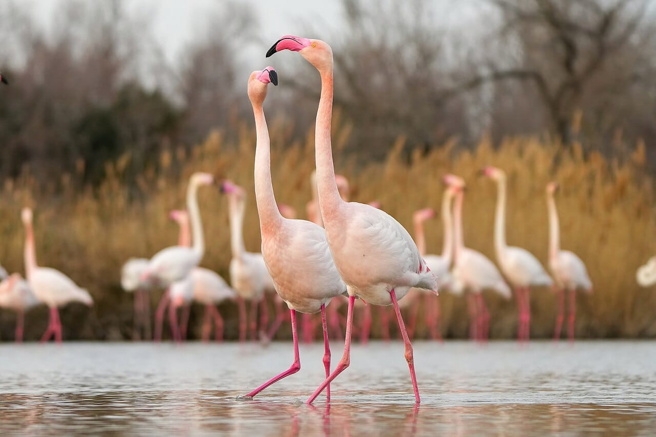 Greater flamingos walking through shallow water in the Camargue during mating season
