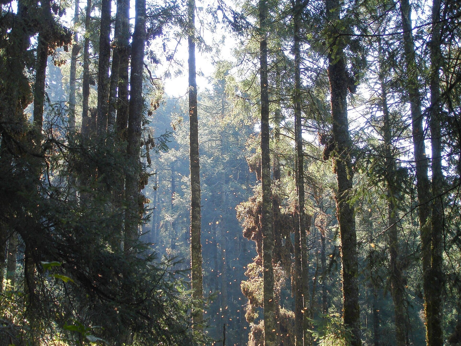 Monarch butterflies clustering on fir trees at the Chincua sanctuary in Michoacán