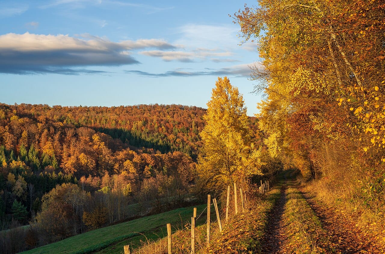 A track running through a valley of turning trees in November