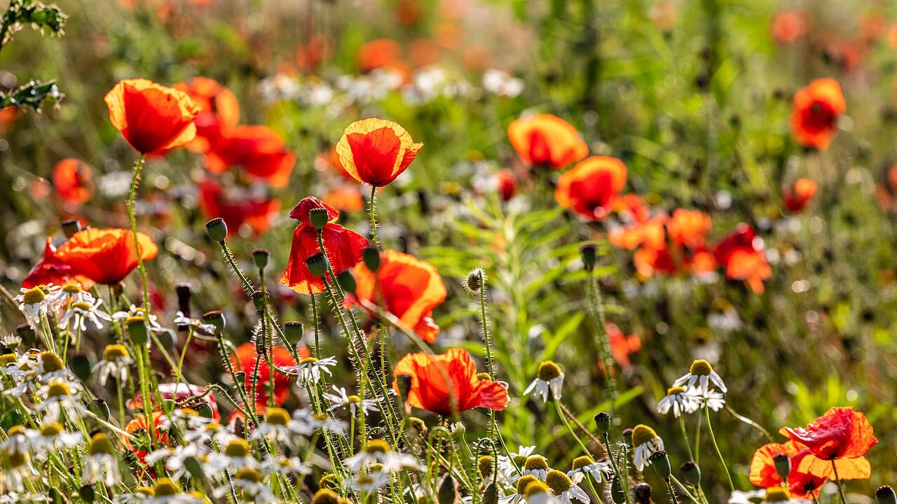 Poppies and camomile across a field in high summer