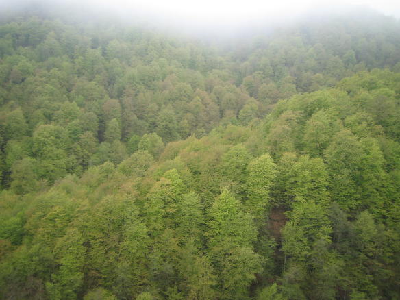 Forested slopes in Dilijan National Park, Armenia
