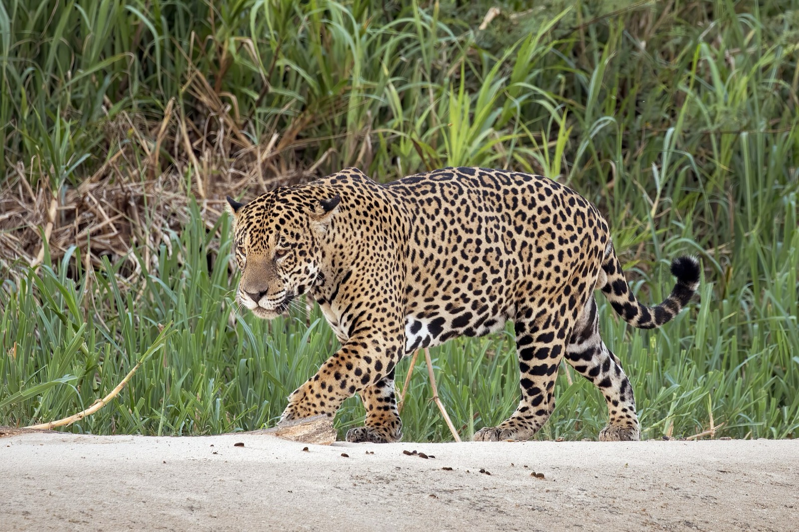 A male jaguar walking along a riverbank in the Pantanal