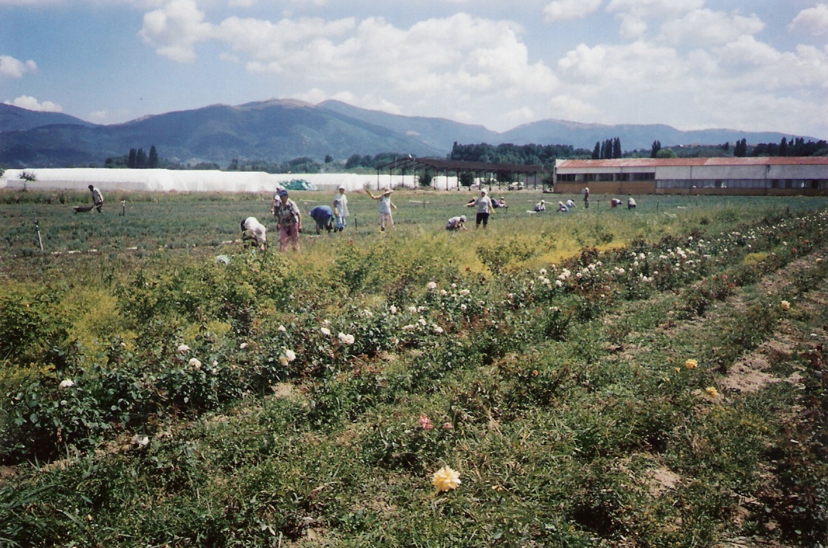 Rose pickers harvesting flowers in the Rose Valley near Kazanlak