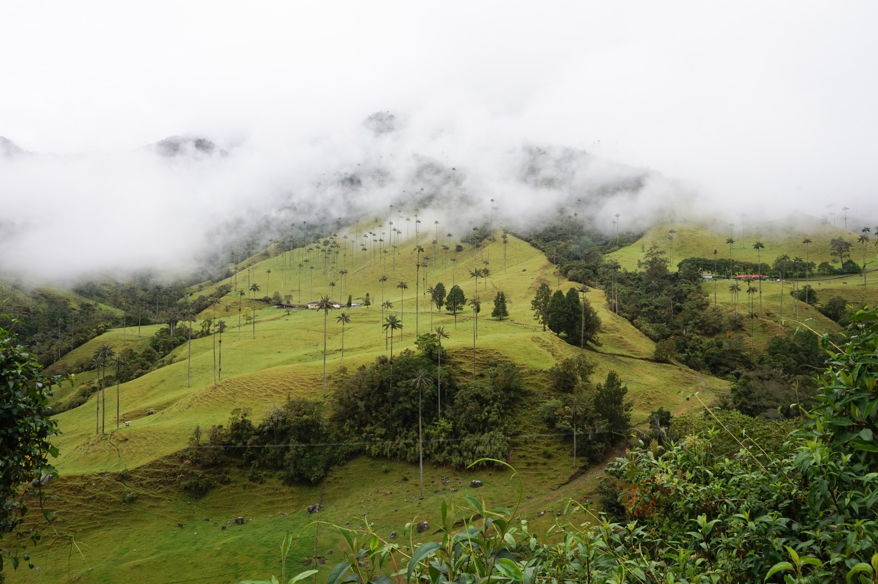 Wax palms on green mountain slopes beneath low cloud in Colombiaโs Cocora Valley