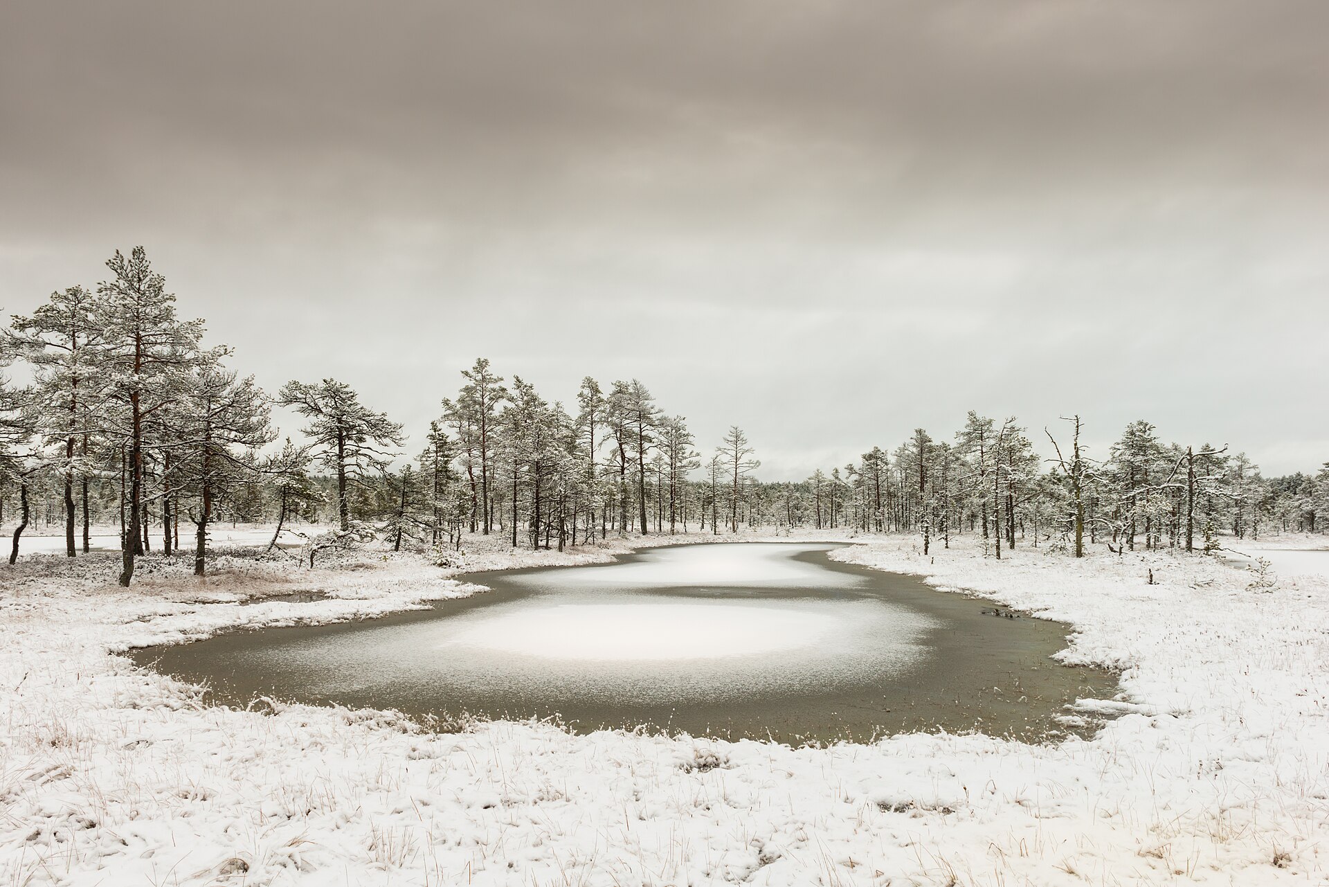 A frozen pool and snow-covered trees in Viru Bog