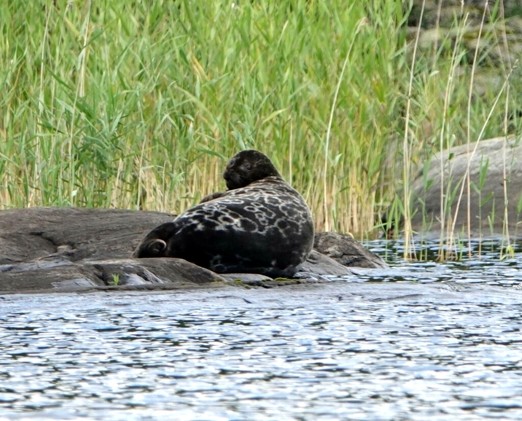 A Saimaa ringed seal resting on a rock in Rantasalmi, Finland