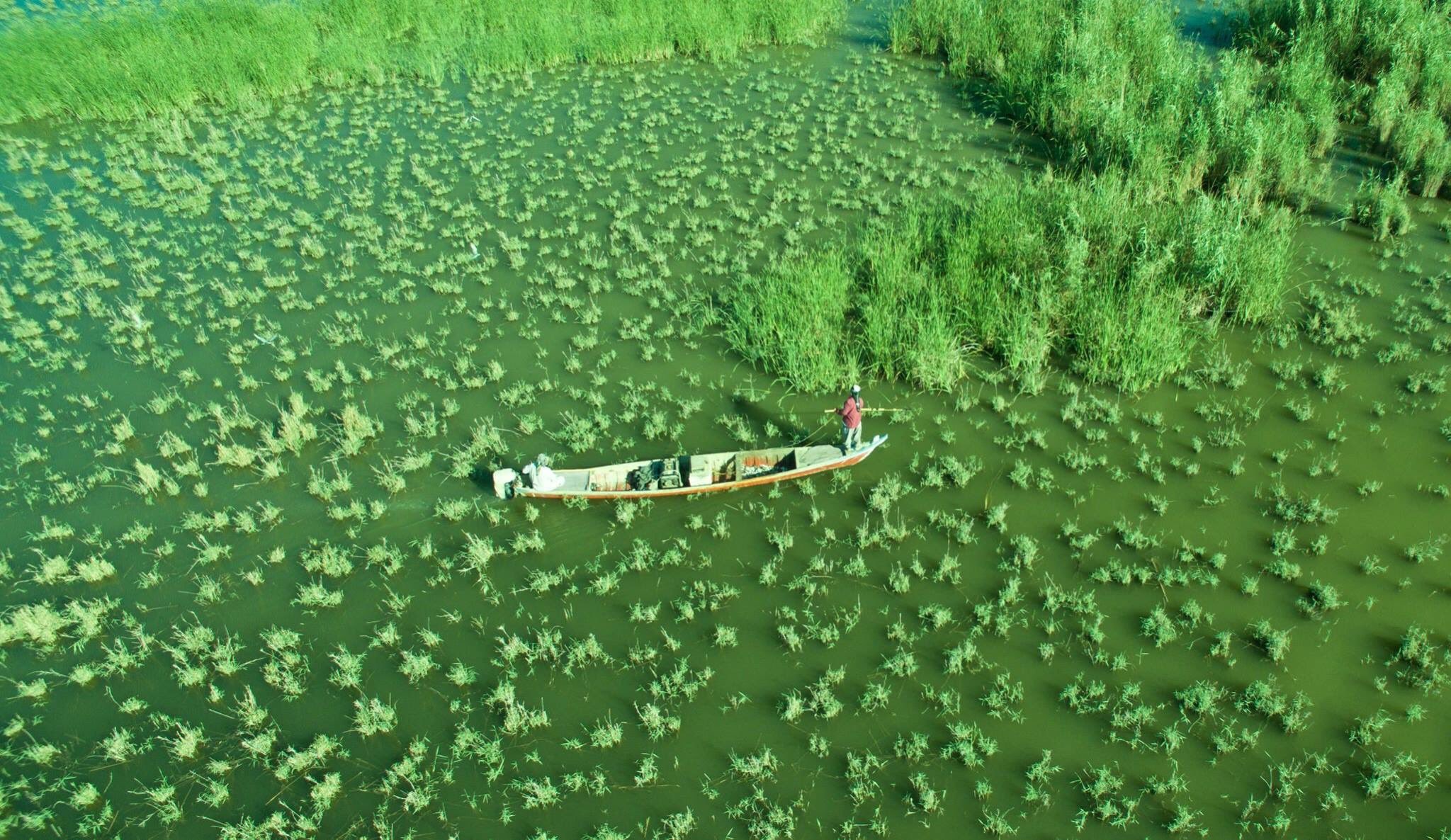 A man poling a mashoof canoe between reeds in the Chibayish marshes of southern Iraq