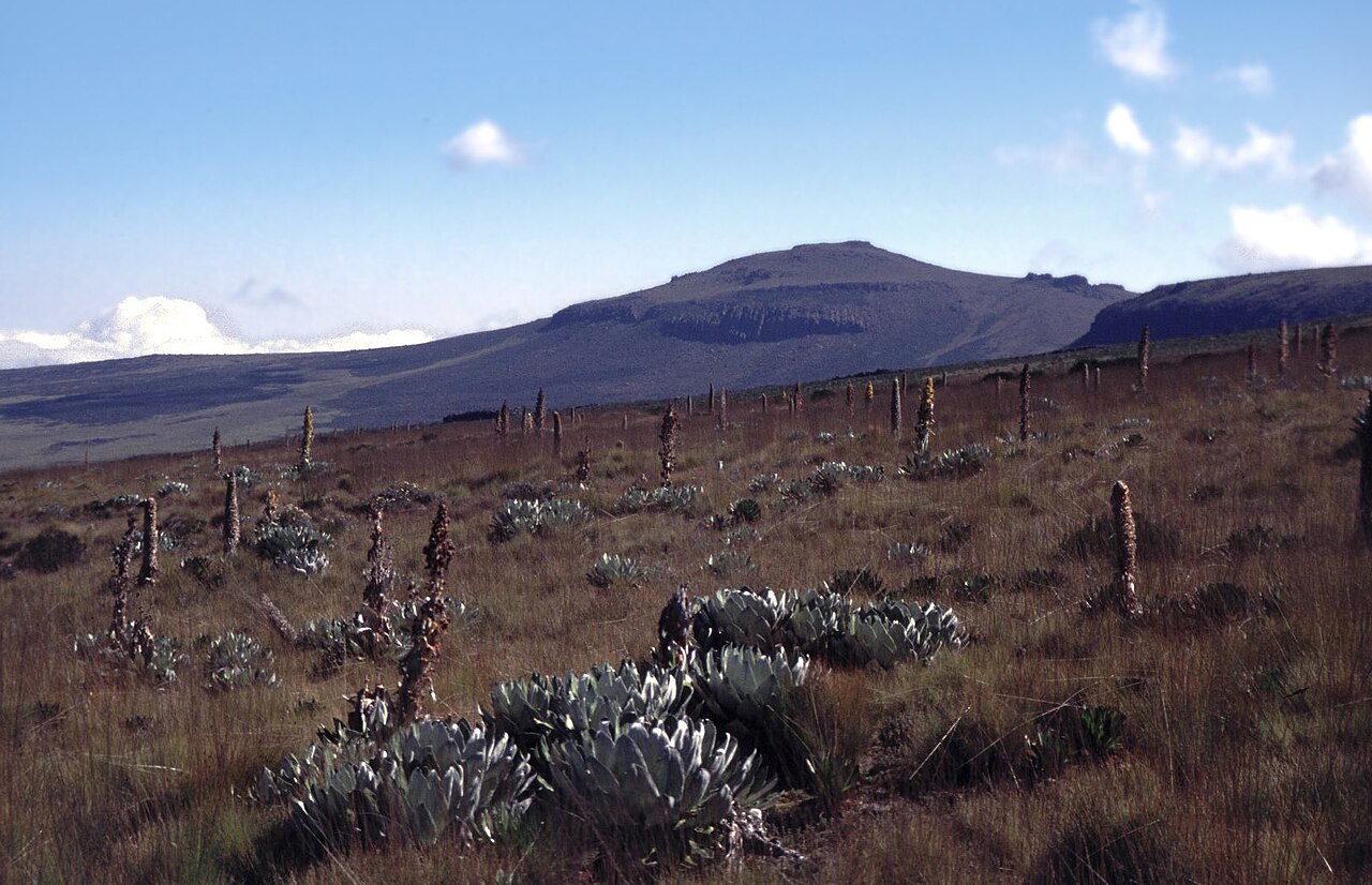 Alpine vegetation beneath the peaks of Mount Kenya