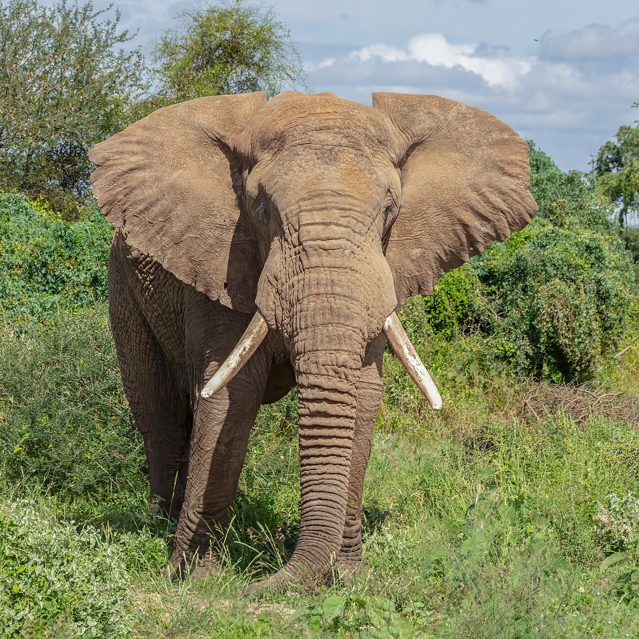 An African elephant in Amboseli National Park, Kenya