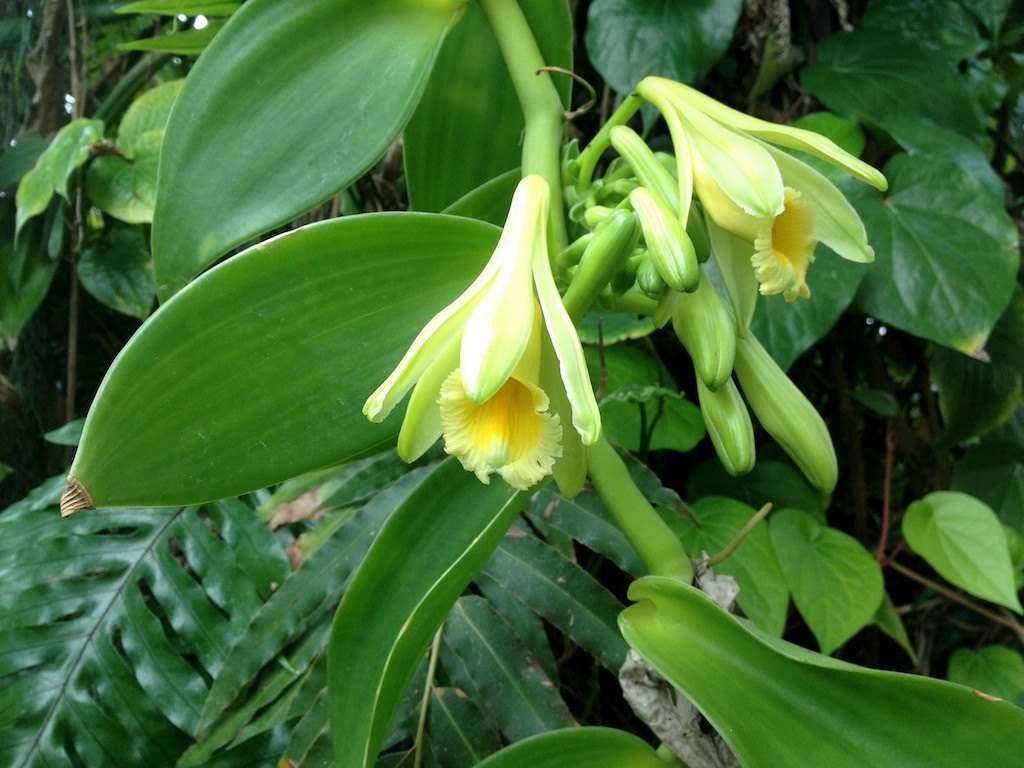 Vanilla planifolia flowers and leaves, the orchid that produces vanilla pods