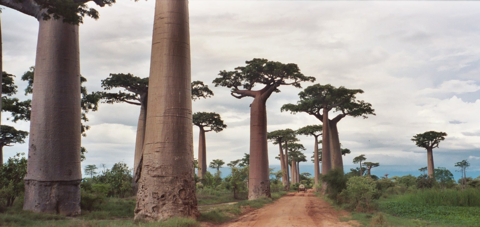 Tall Grandidierโs baobabs lining the Avenue of the Baobabs near Morondava