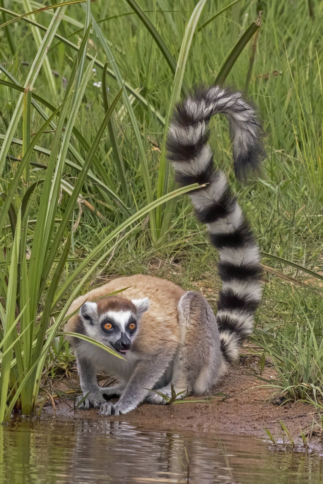 A ring-tailed lemur walking with its striped tail raised