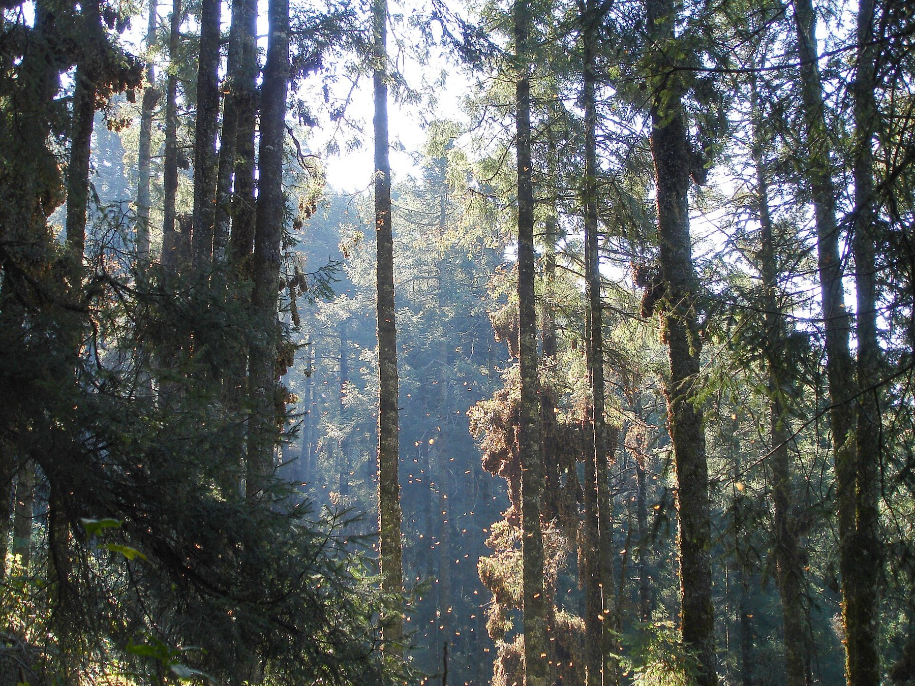 Monarch butterflies clustering on fir trees at the Chincua sanctuary in Michoacán