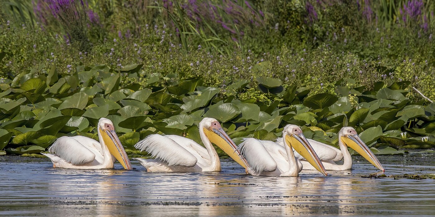 Great white pelicans on the water in the Danube Delta