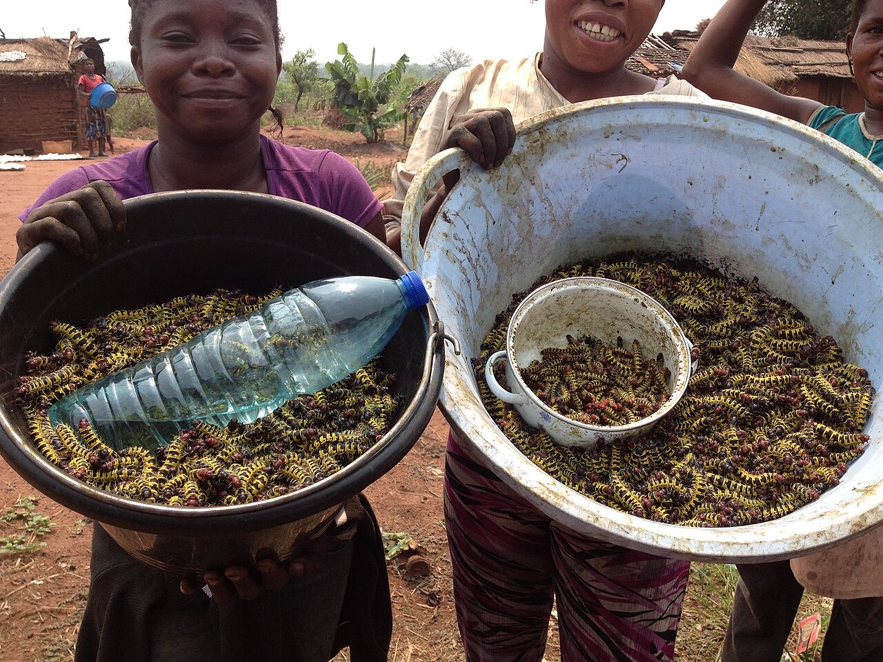 People holding containers of edible macossos caterpillars in Angola