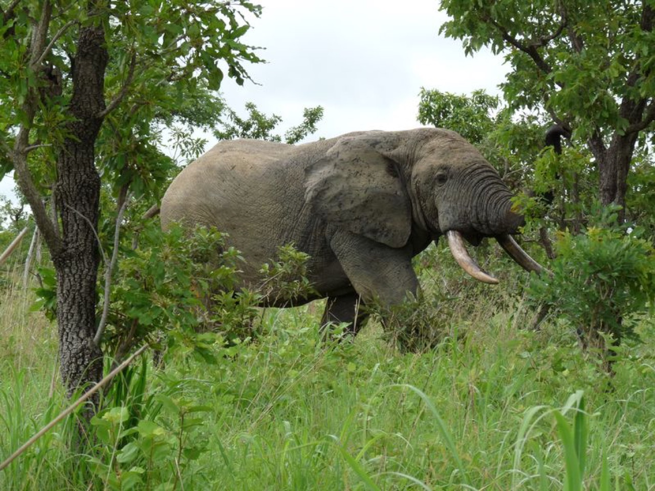 An elephant in the Nazinga reserve, Burkina Faso