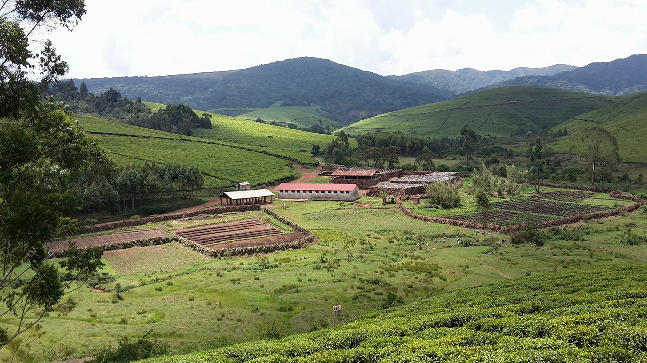 Tea-growing landscape at Teza, Burundi
