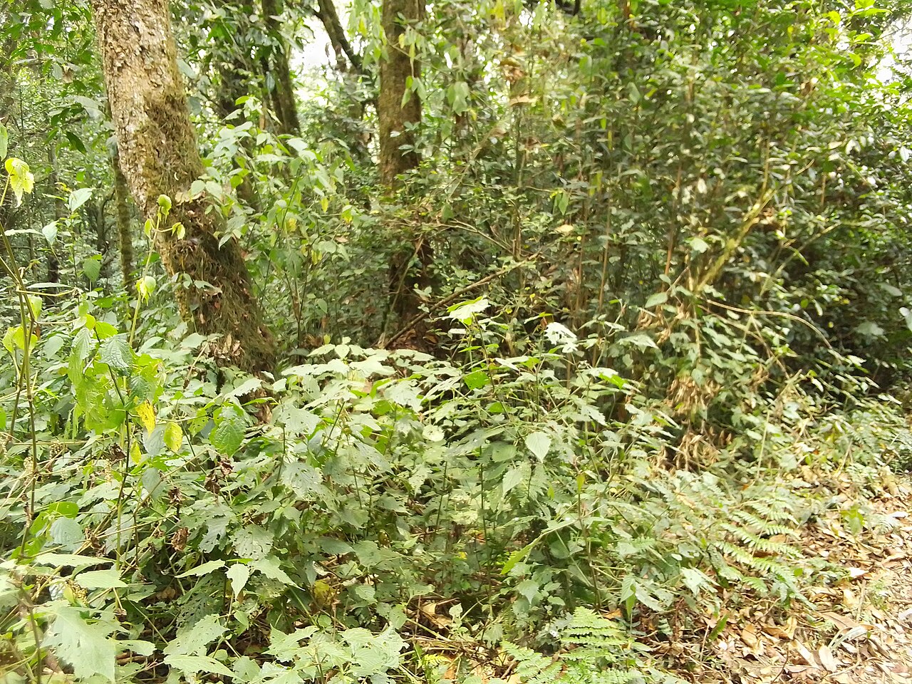 Montane forest in Kibira National Park at Teza, Burundi