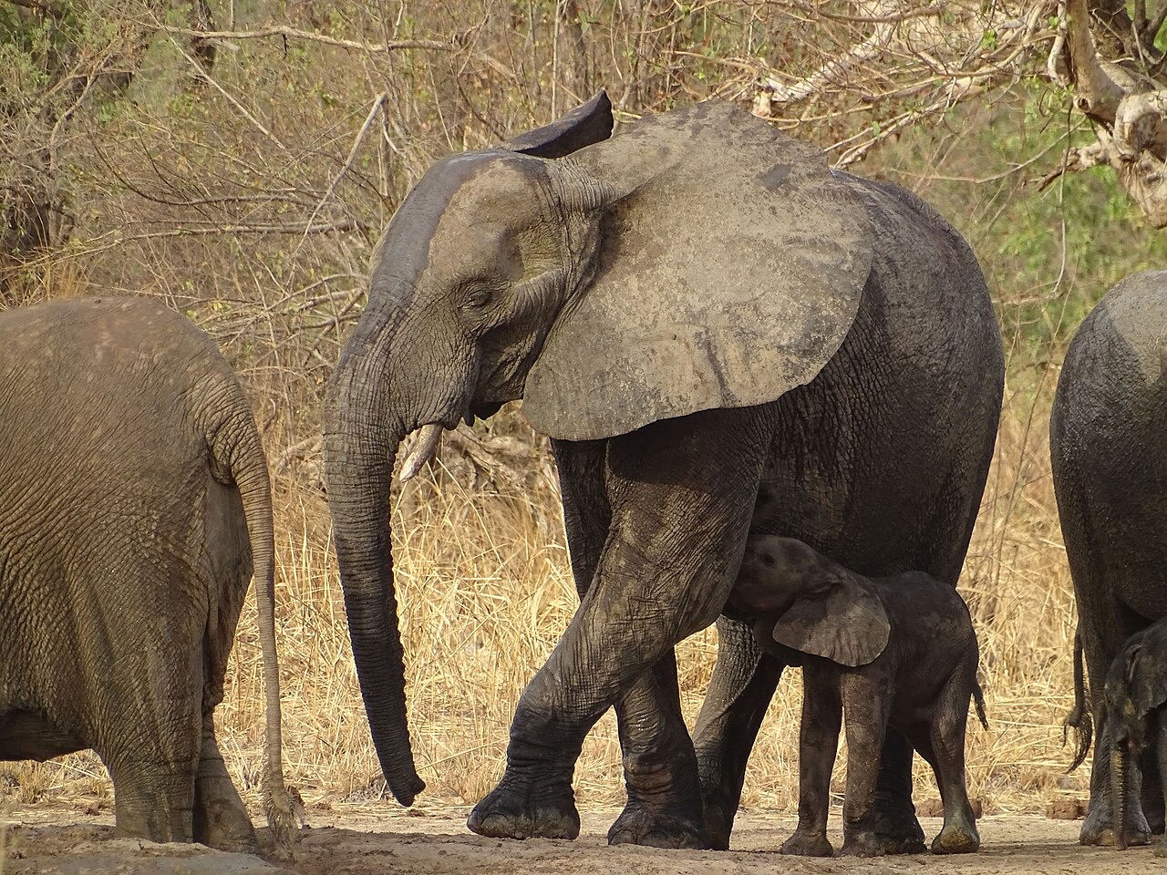 Elephants in Pendjari National Park, Benin
