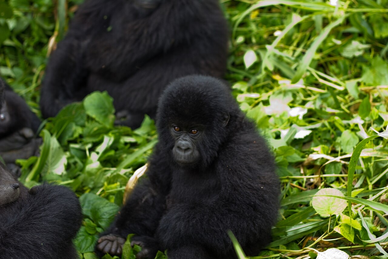 A mountain gorilla in Virunga National Park, Democratic Republic of the Congo
