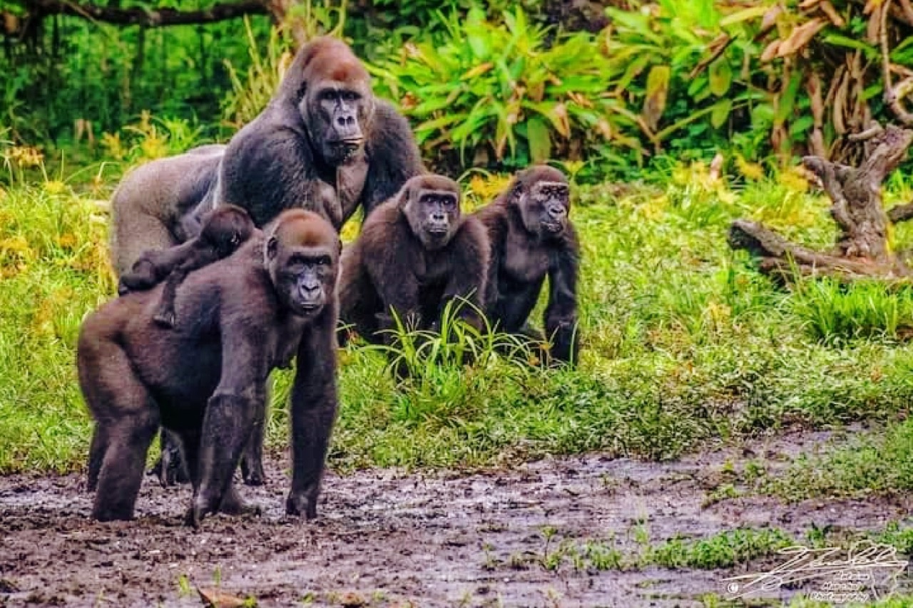 Gorillas in Odzala-Kokoua National Park, Republic of the Congo