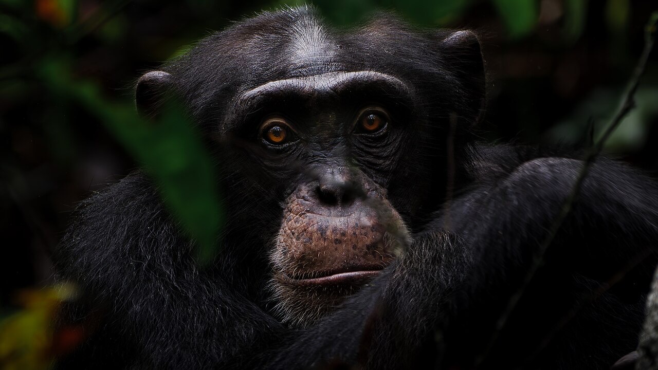A chimpanzee in Taï National Park, Ivory Coast