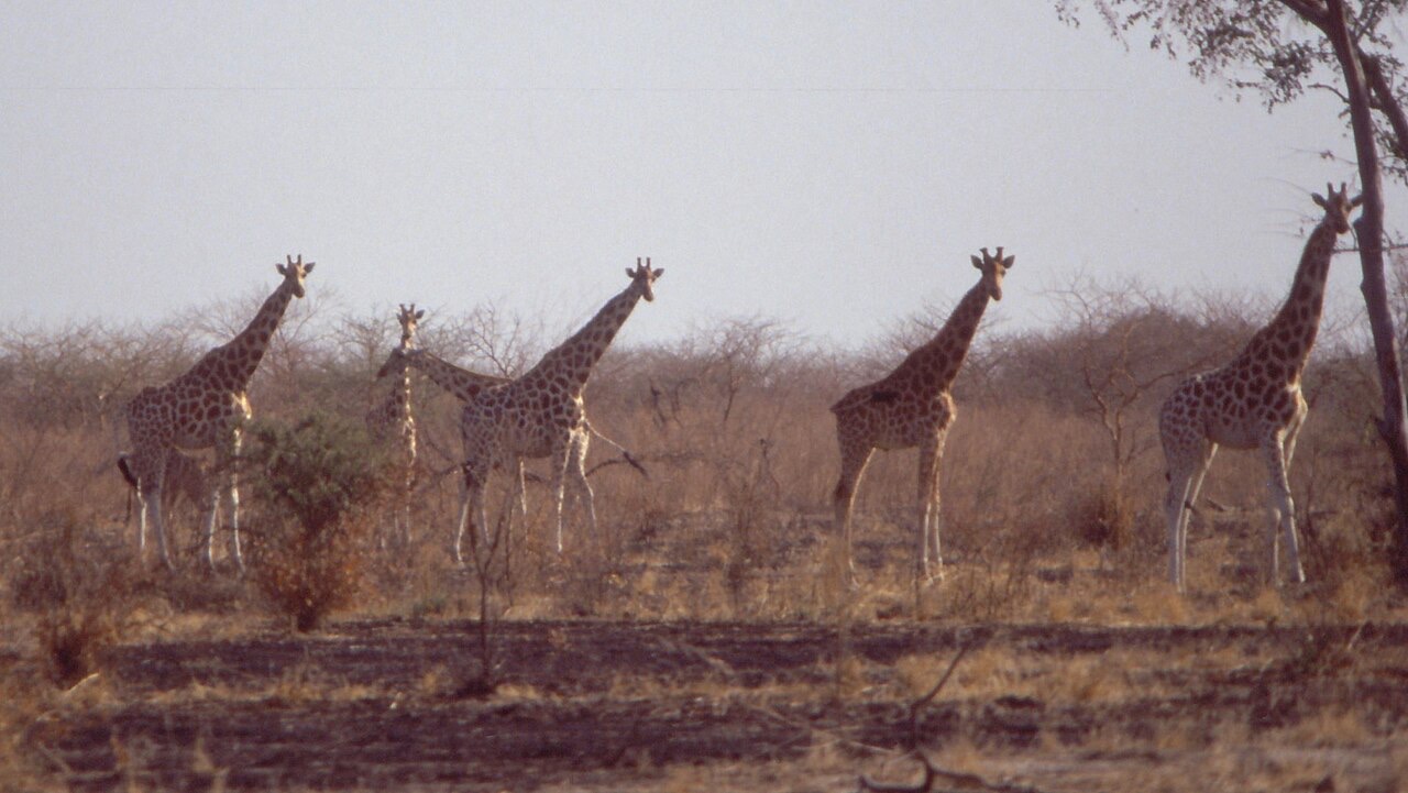 Giraffes in Waza National Park, Cameroon