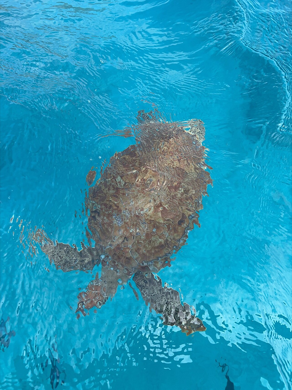 A green sea turtle in Cabo Verde waters