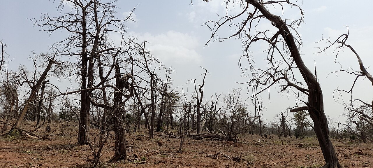 The Day Forest near Tadjourah, Djibouti