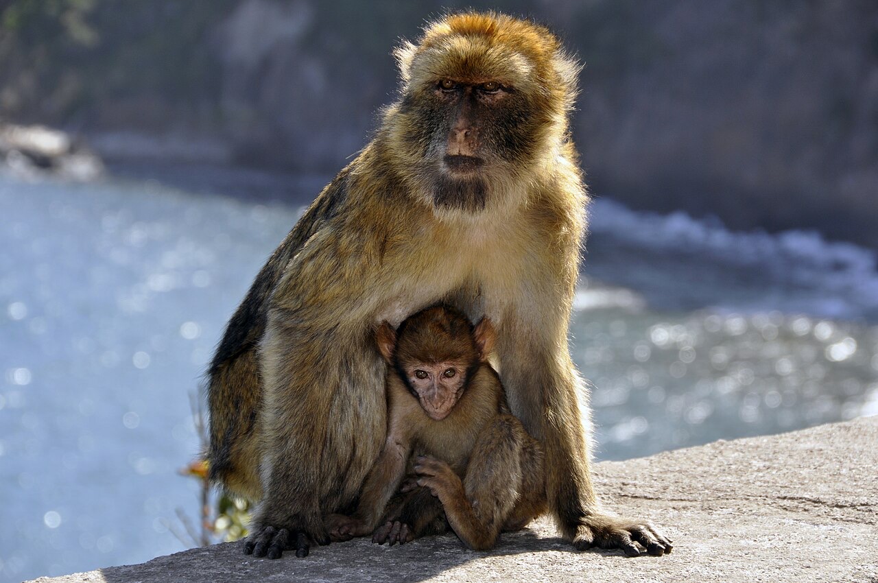 Barbary macaques at Cape Carbon, Algeria