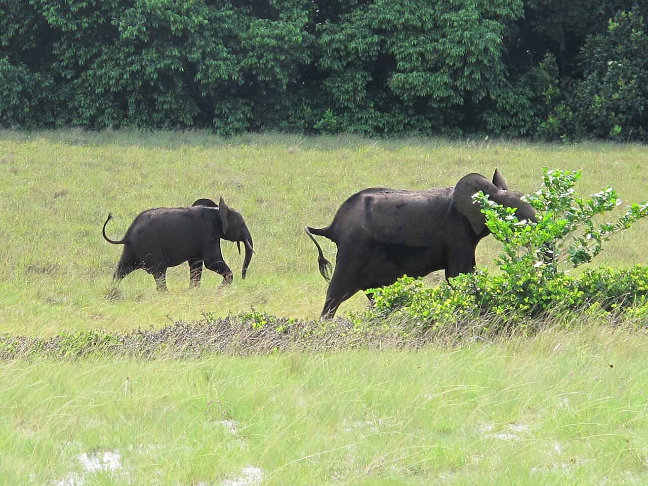 An elephant and calf in Loango National Park, Gabon