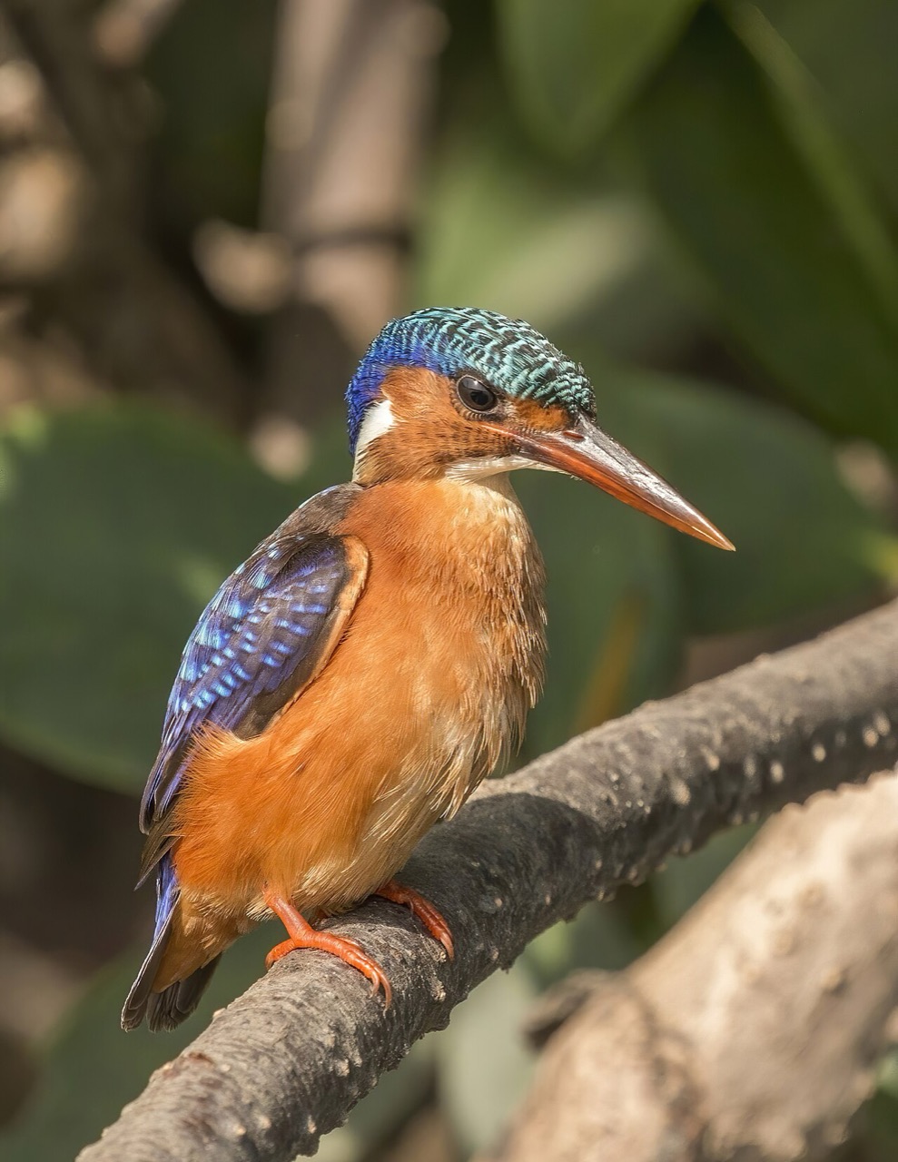 A malachite kingfisher in The Gambia