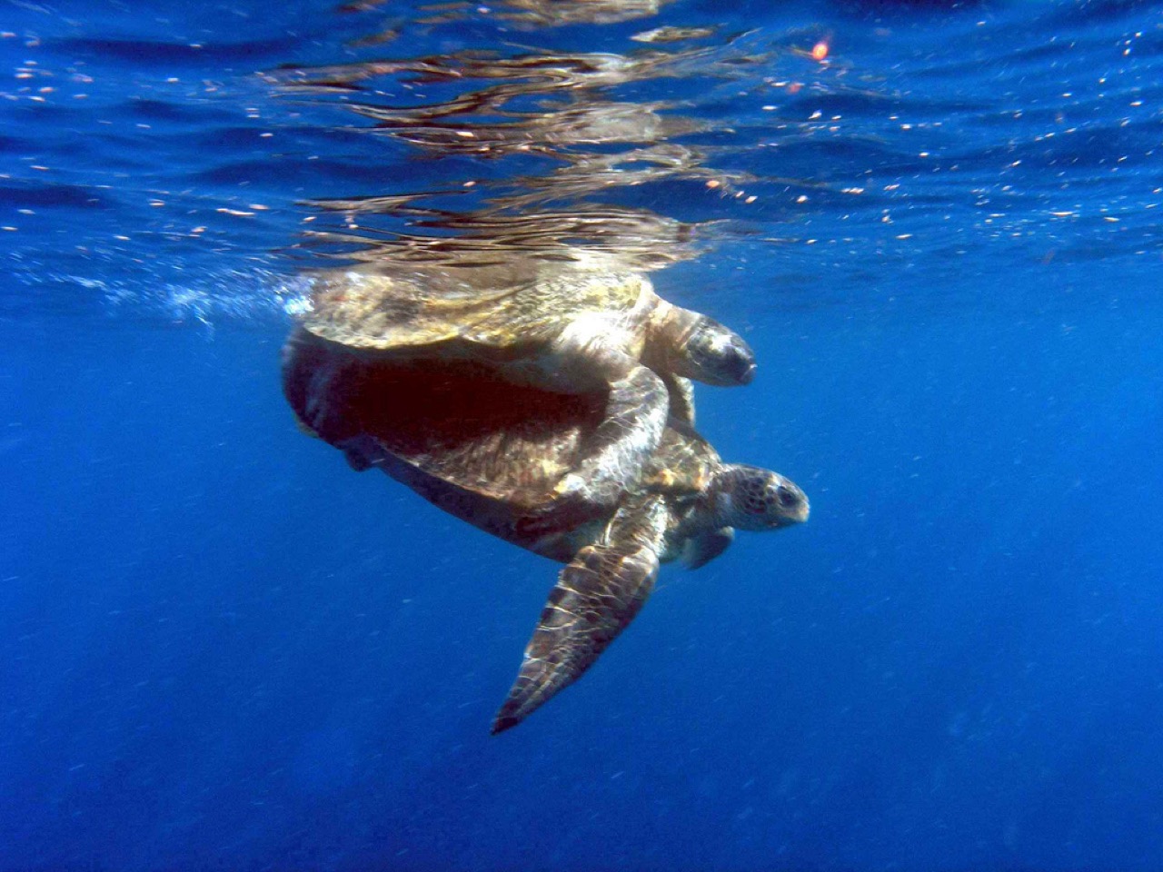 Sea turtles near Mohéli, Comoros