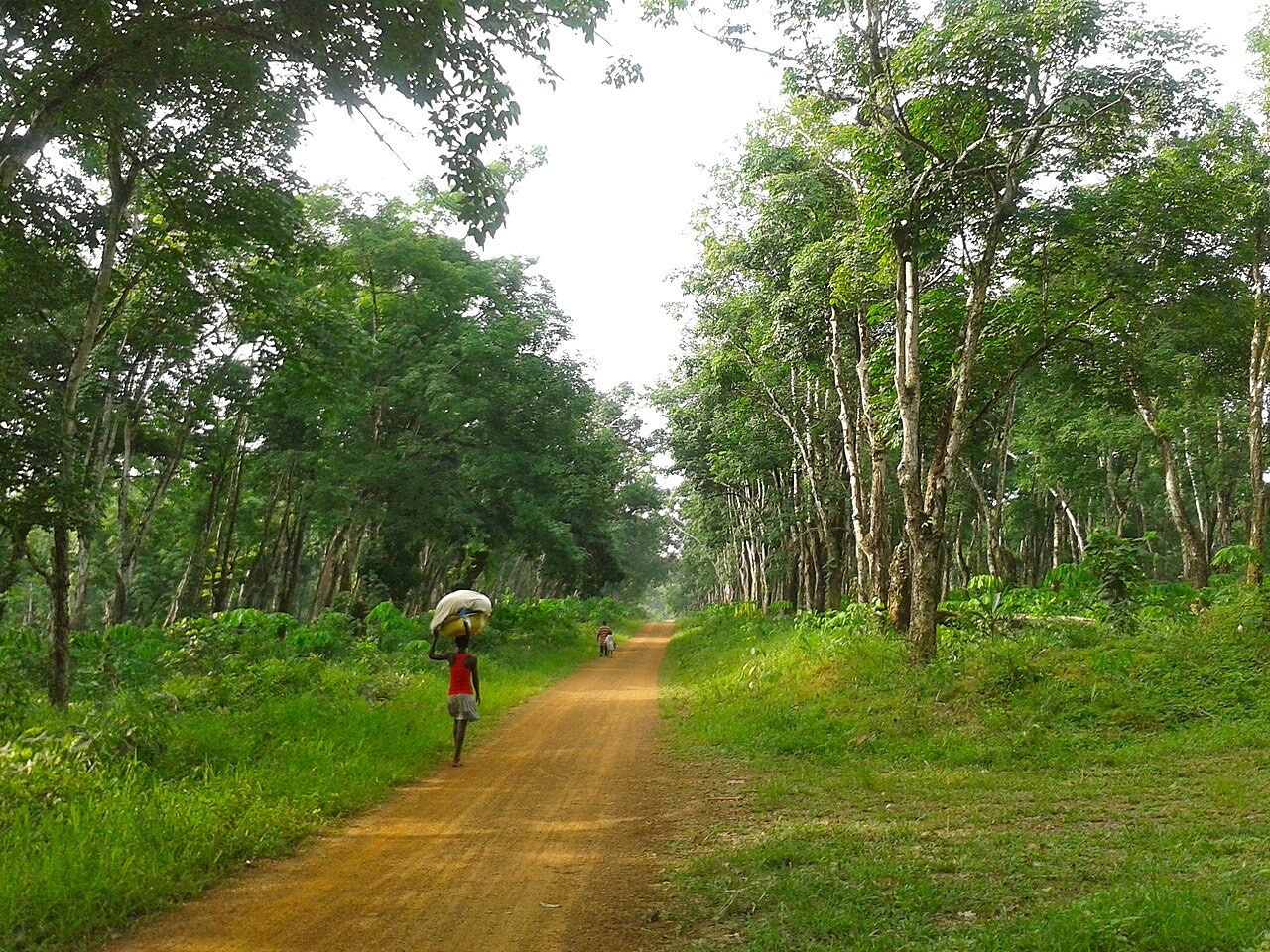 A rubber plantation in Margibi County, Liberia