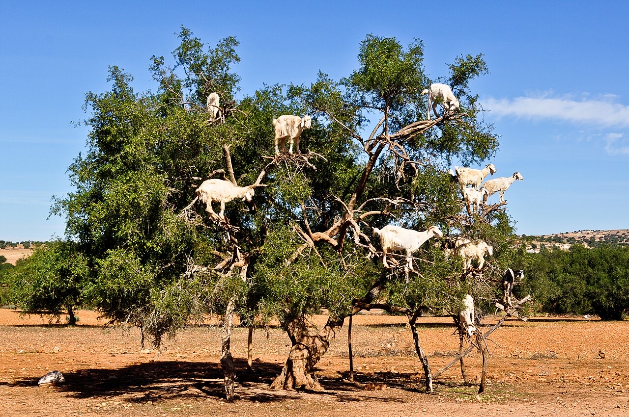 Goats in an argan tree, Morocco
