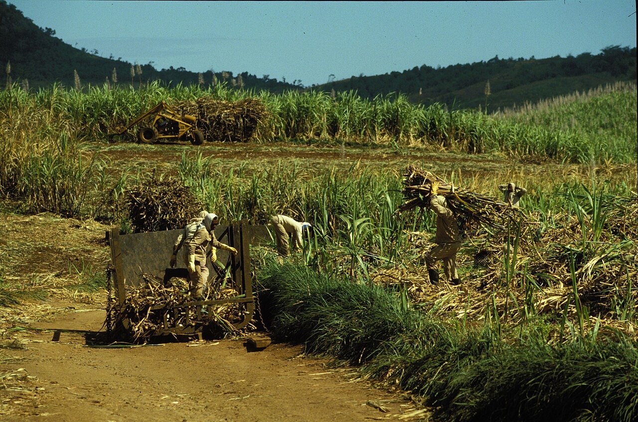 Harvesting sugar cane, Mauritius