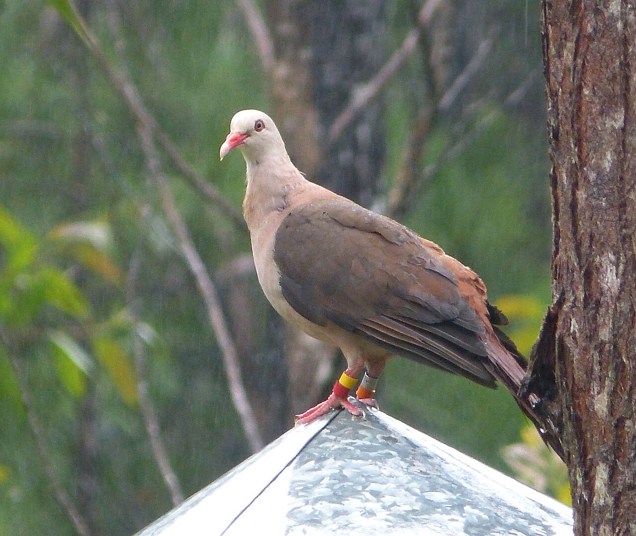 A pink pigeon in Black River Gorges National Park, Mauritius