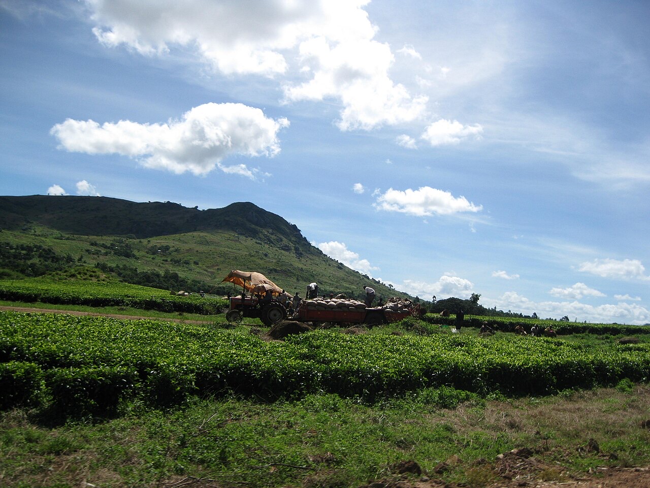 Tea harvesting near Mulanje, Malawi