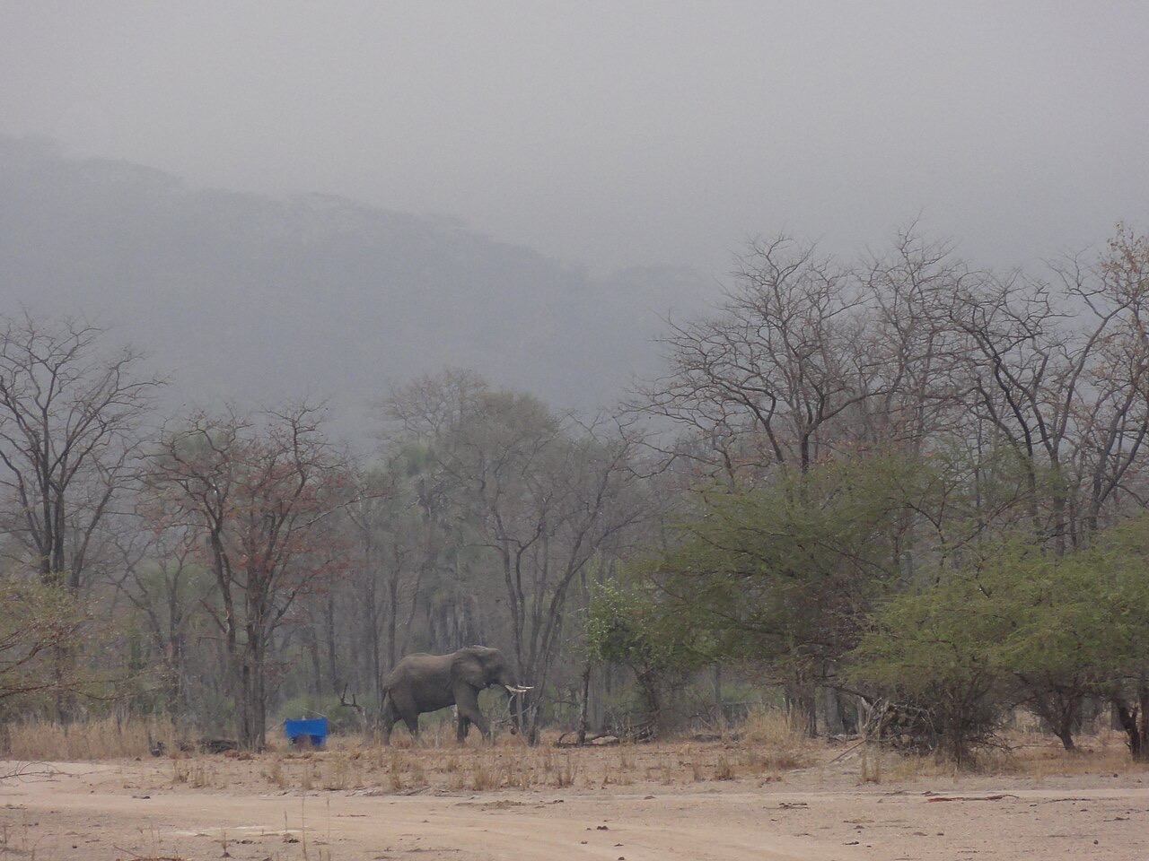 Elephants in Liwonde National Park, Malawi