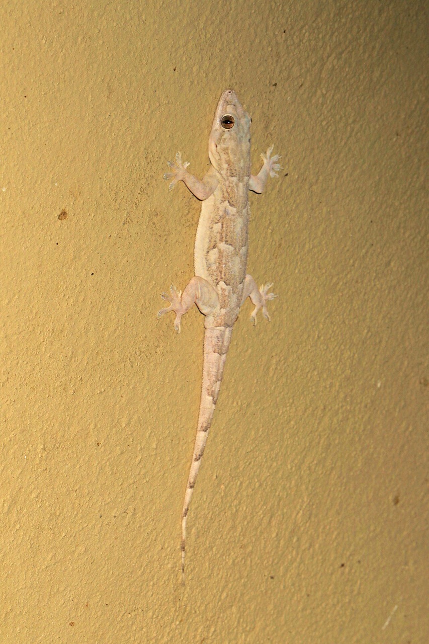 A leaf-toed gecko in Gorongosa National Park, Mozambique
