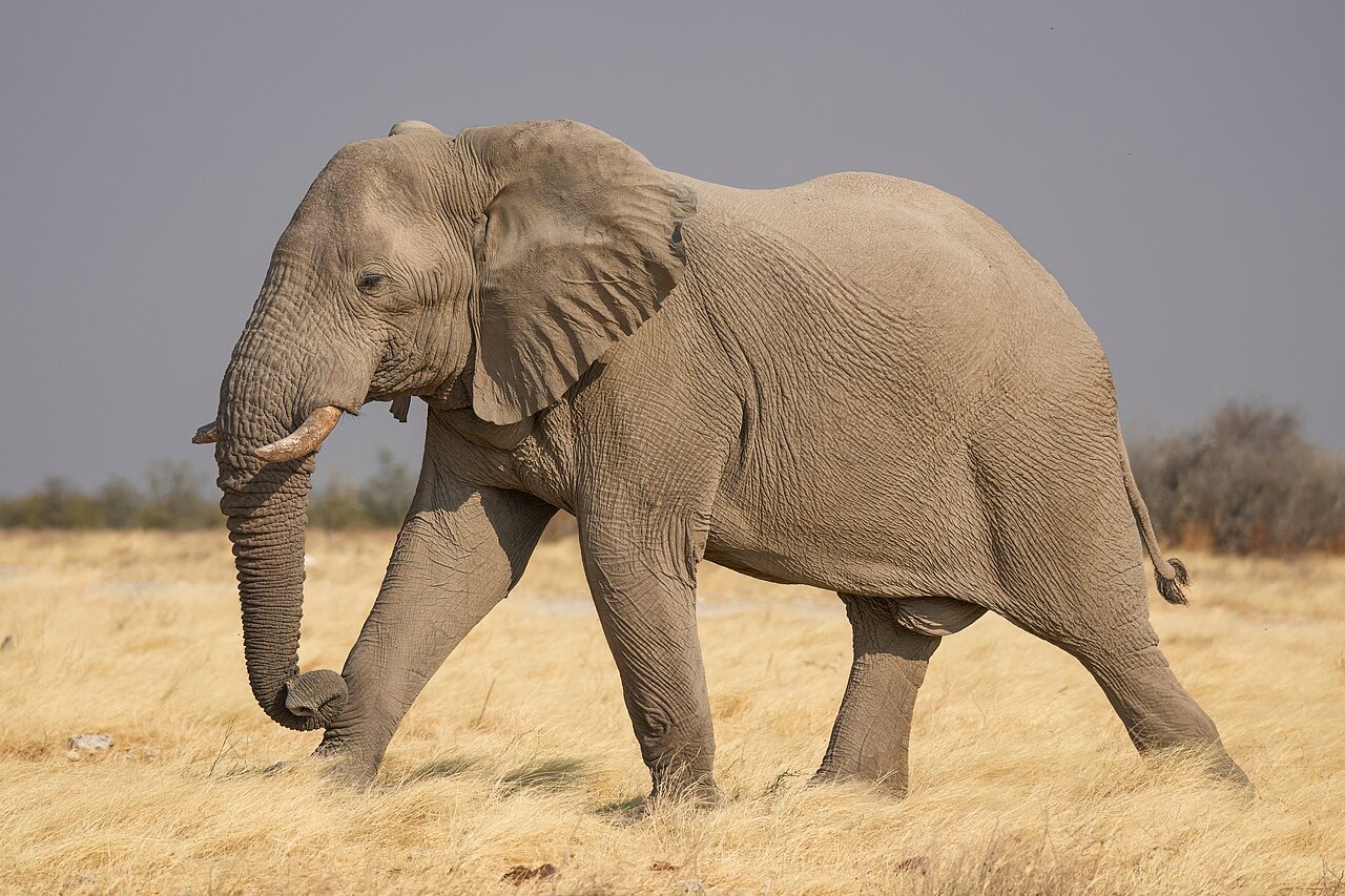 An elephant in Etosha National Park, Namibia