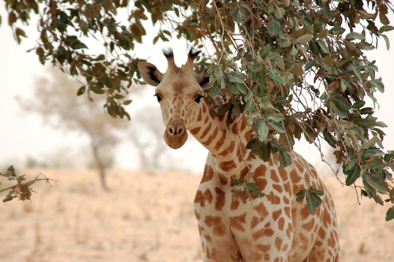 A West African giraffe near Kouré, Niger