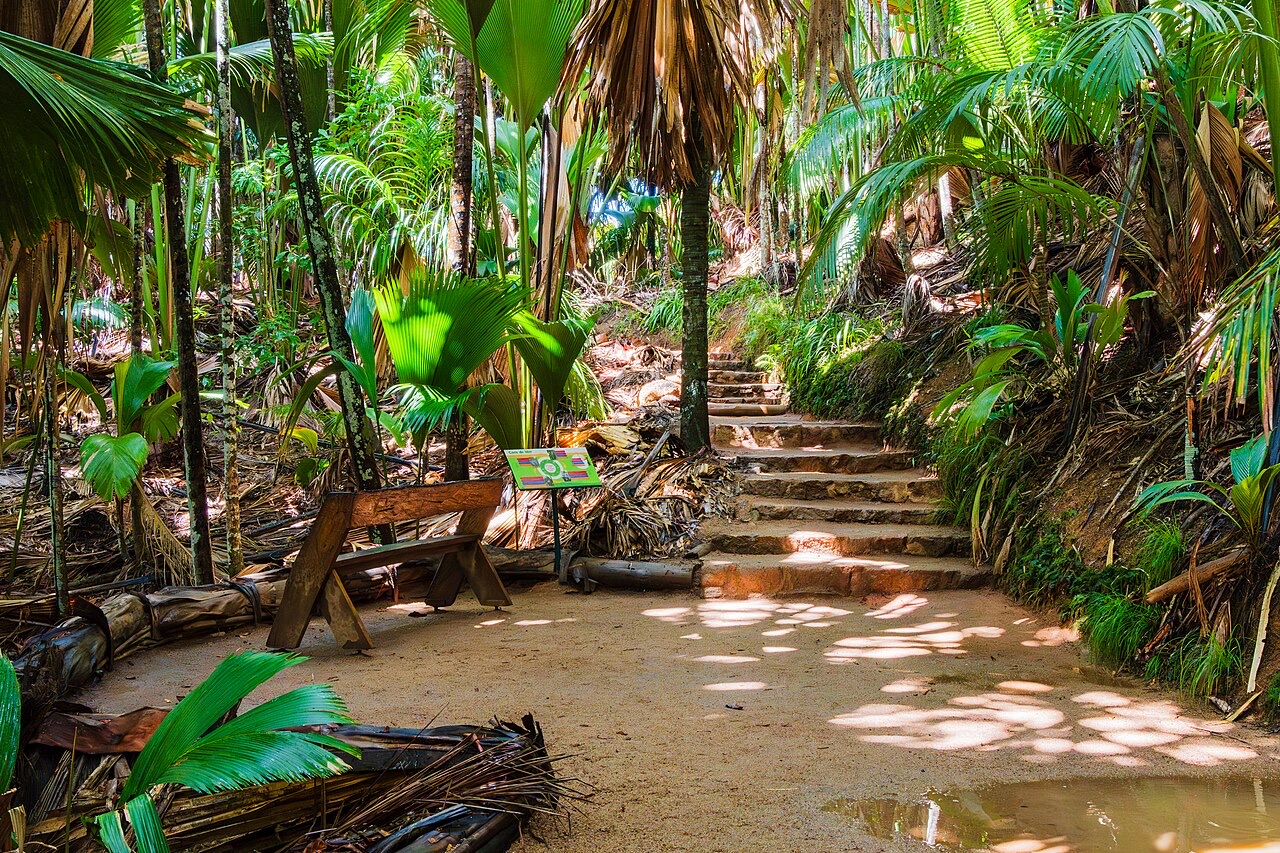 The Vallée de Mai palm forest on Praslin, Seychelles