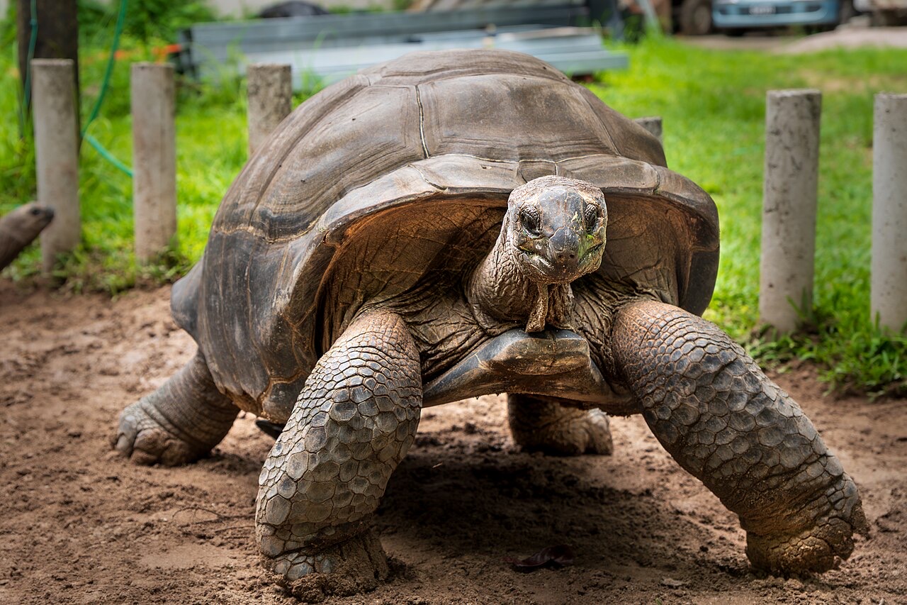 An Aldabra giant tortoise on Mahé, Seychelles