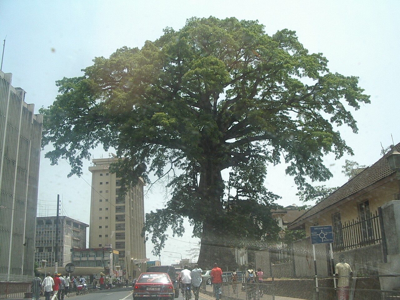 The historic Cotton Tree in Freetown before it fell in May 2023
