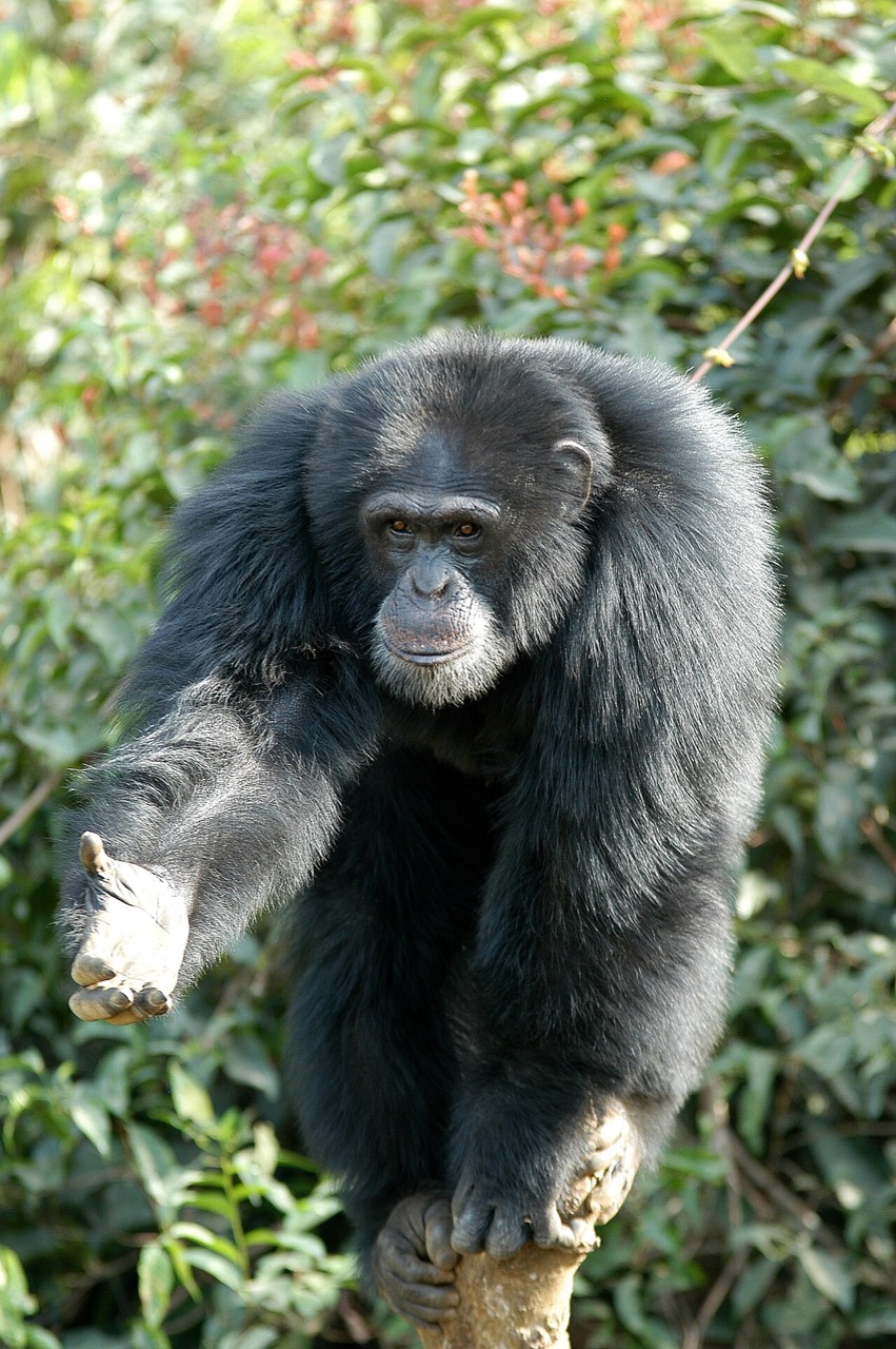 A chimpanzee at Tacugama Sanctuary, Sierra Leone