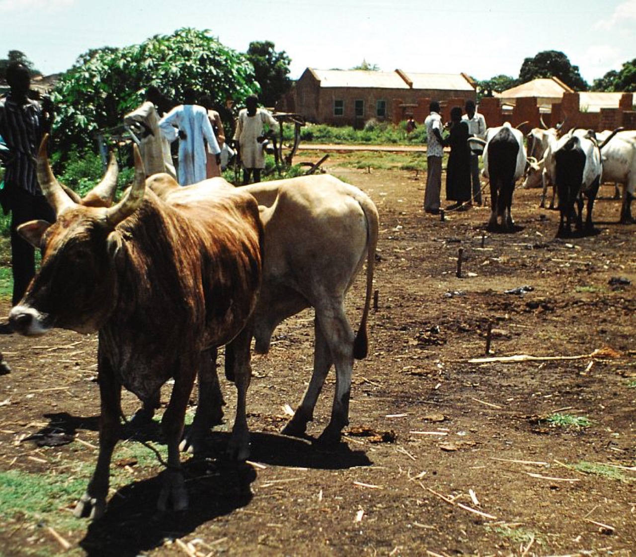 The cattle market in Wau, South Sudan