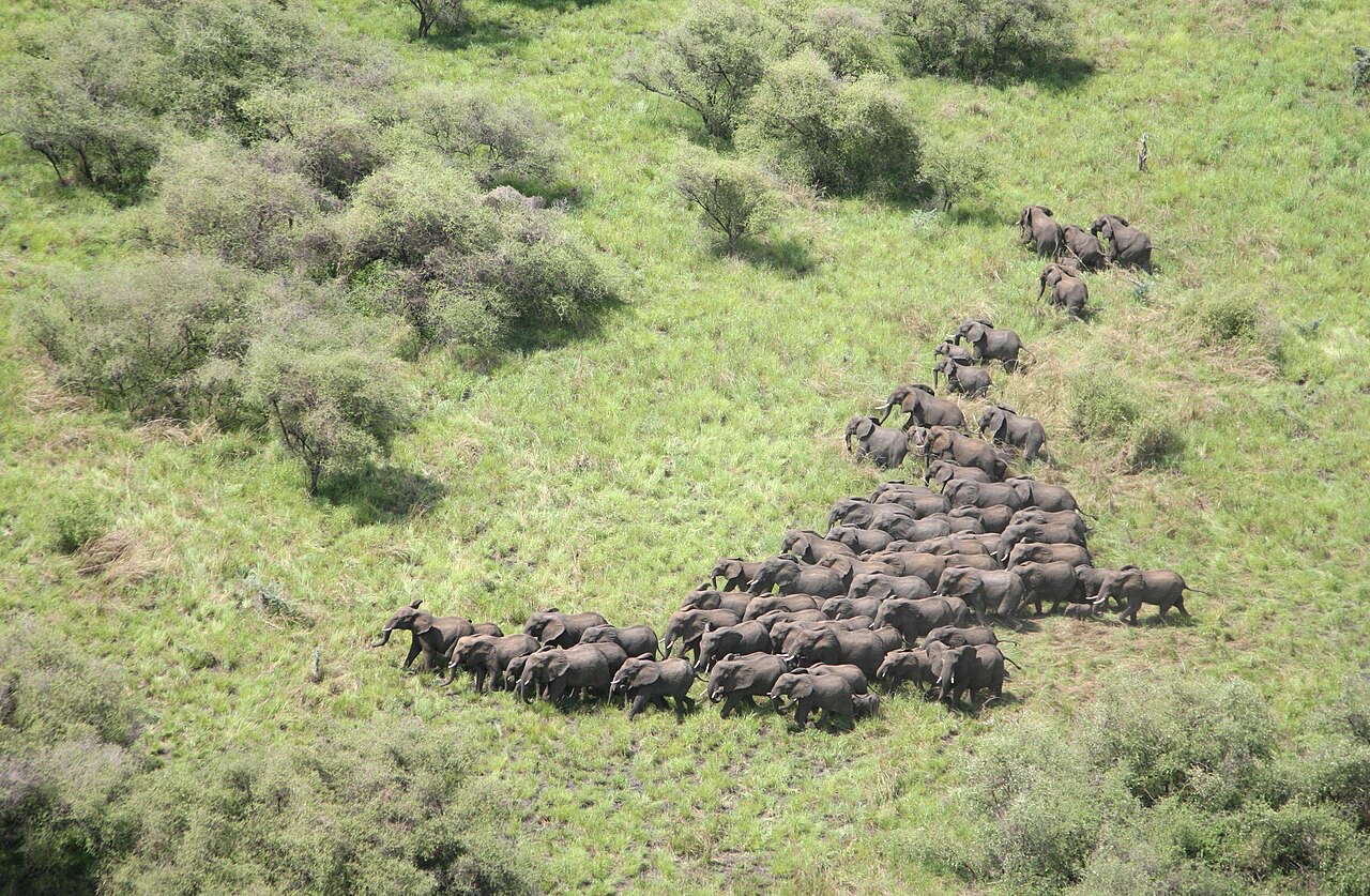 An elephant herd in the Boma-Jonglei landscape, South Sudan