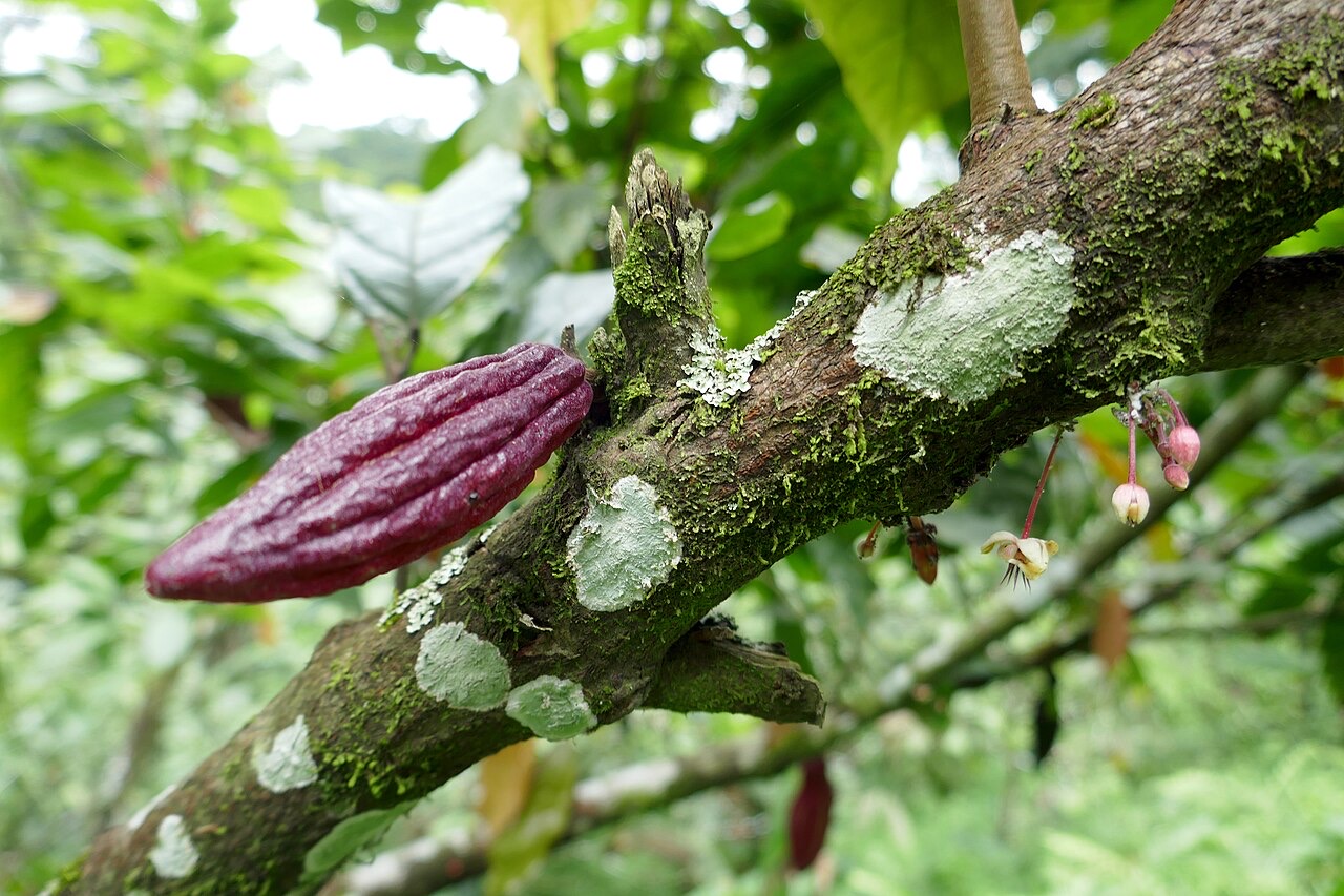 Cacao growing on São Tomé Island, São Tomé and Príncipe